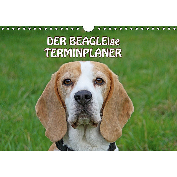 DER BEAGLEige TERMINPLANER (Wandkalender 2019 DIN A4 quer), Antje Lindert-Rottke