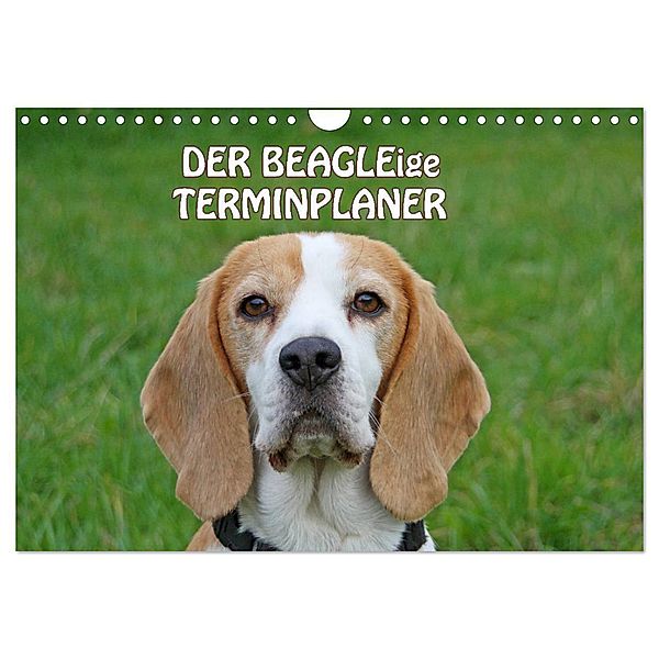 DER BEAGLEige TERMINPLANER (Wandkalender 2024 DIN A4 quer), CALVENDO Monatskalender, Antje Lindert-Rottke