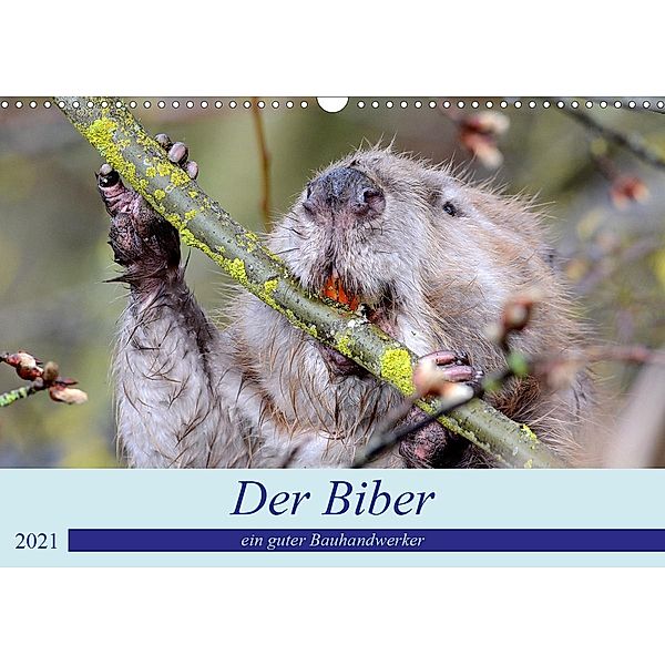 Der Biber, ein guter Bauhandwerker (Wandkalender 2021 DIN A3 quer), Rufotos