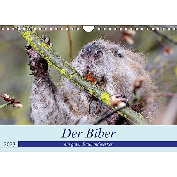 Der Biber, ein guter Bauhandwerker (Wandkalender 2023 DIN A4 quer), Rufotos