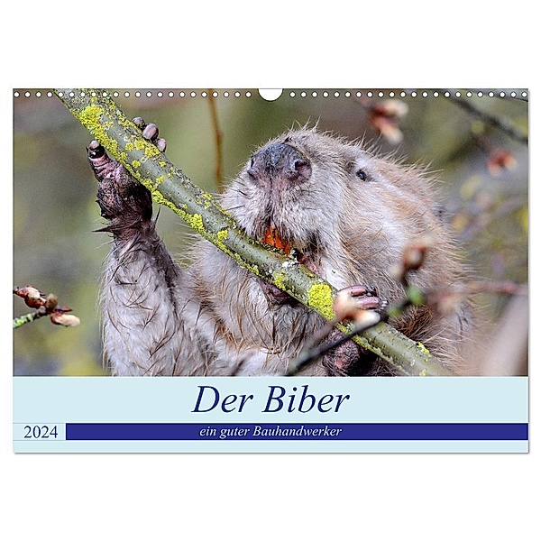 Der Biber, ein guter Bauhandwerker (Wandkalender 2024 DIN A3 quer), CALVENDO Monatskalender, Rufotos
