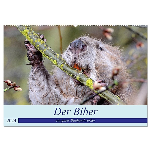 Der Biber, ein guter Bauhandwerker (Wandkalender 2024 DIN A2 quer), CALVENDO Monatskalender, Rufotos