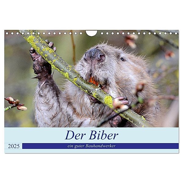 Der Biber, ein guter Bauhandwerker (Wandkalender 2025 DIN A4 quer), CALVENDO Monatskalender, Calvendo, Rufotos