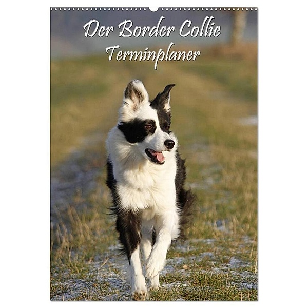 Der Border Collie Terminplaner (Wandkalender 2024 DIN A2 hoch), CALVENDO Monatskalender, Antje Lindert-Rottke