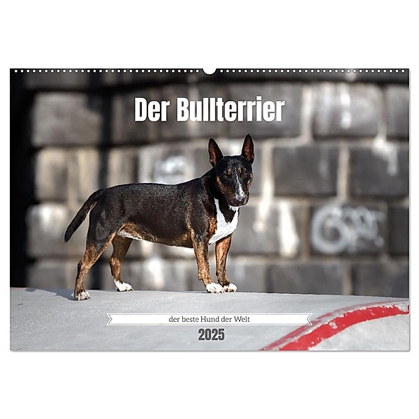 Der Bullterrier der beste Hund der Welt (Wandkalender 2025 DIN A2 quer), CALVENDO Monatskalender, Calvendo, Yvonne Janetzek