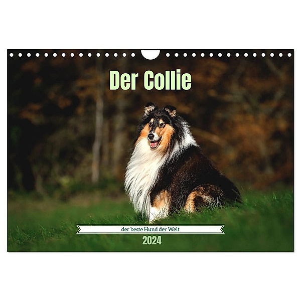 Der Collie der beste Hund der Welt (Wandkalender 2024 DIN A4 quer), CALVENDO Monatskalender, Yvonne Janetzek