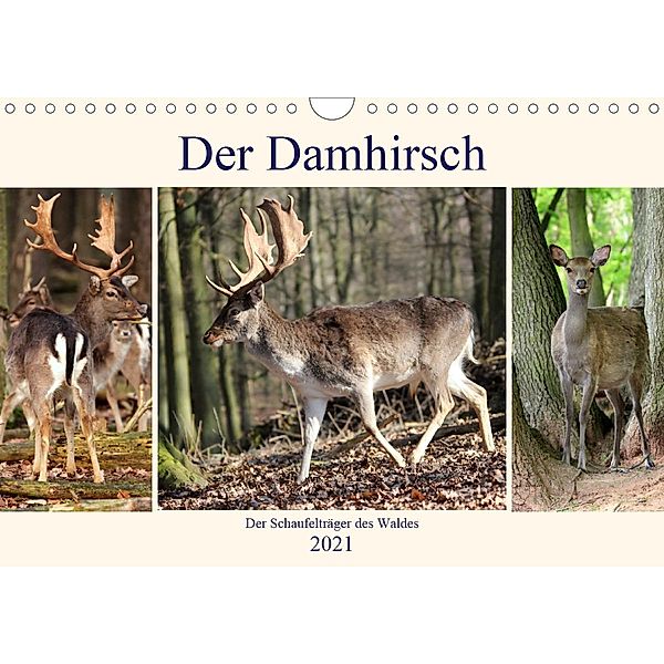 Der Damhirsch - Der Schaufelträger des Waldes (Wandkalender 2021 DIN A4 quer), Arno Klatt