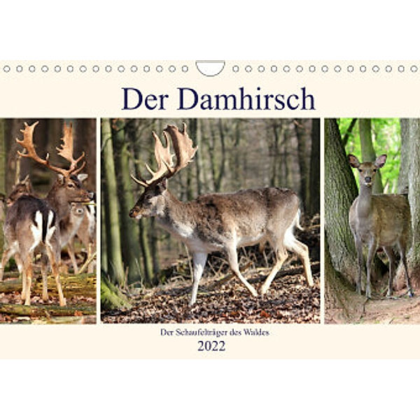 Der Damhirsch - Der Schaufelträger des Waldes (Wandkalender 2022 DIN A4 quer), Arno Klatt