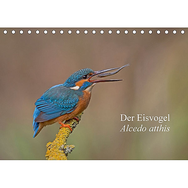 Der Eisvogel - Alcedo atthis (Tischkalender 2018 DIN A5 quer), Wiking Dürre