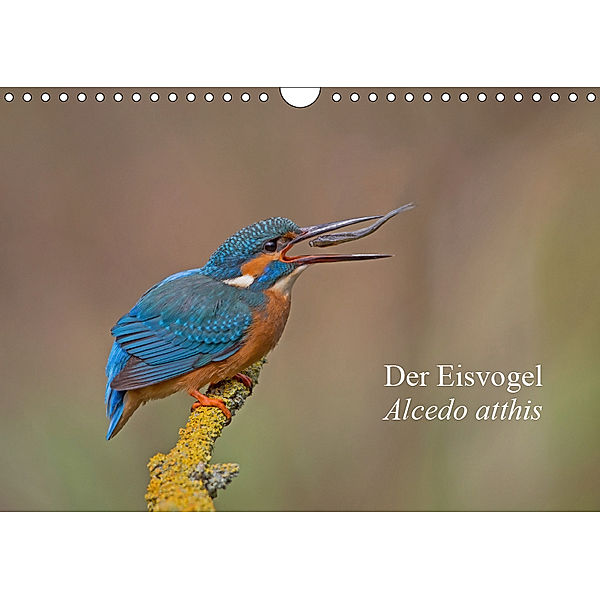 Der Eisvogel - Alcedo atthis (Wandkalender 2019 DIN A4 quer), Wiking Dürre