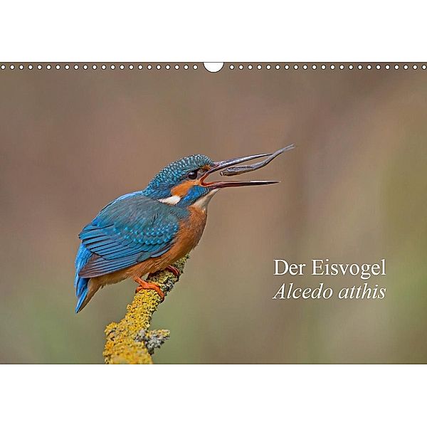 Der Eisvogel - Alcedo atthis (Wandkalender 2021 DIN A3 quer), Wiking Dürre