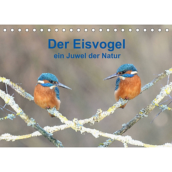 Der Eisvogel ein Juwel der Natur (Tischkalender 2023 DIN A5 quer), Rufotos