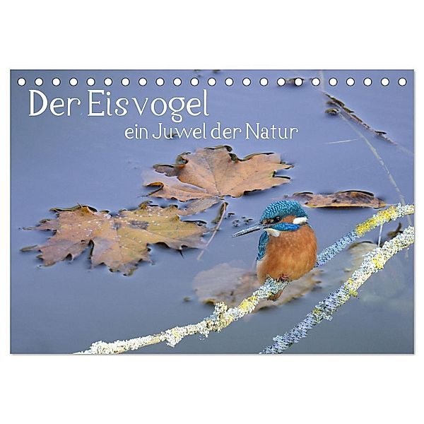 Der Eisvogel, ein Juwel der Natur (Tischkalender 2025 DIN A5 quer), CALVENDO Monatskalender, Calvendo, Rufotos