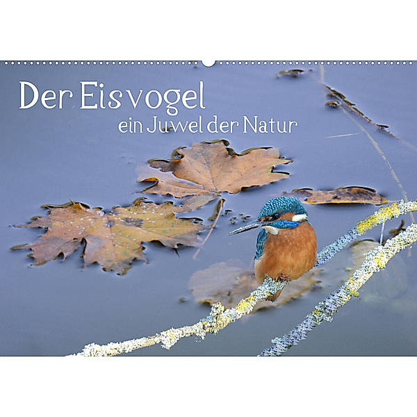 Der Eisvogel ein Juwel der Natur (Wandkalender 2023 DIN A2 quer), Rufotos