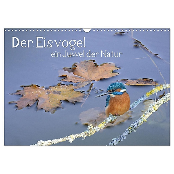 Der Eisvogel, ein Juwel der Natur (Wandkalender 2024 DIN A3 quer), CALVENDO Monatskalender, Rufotos