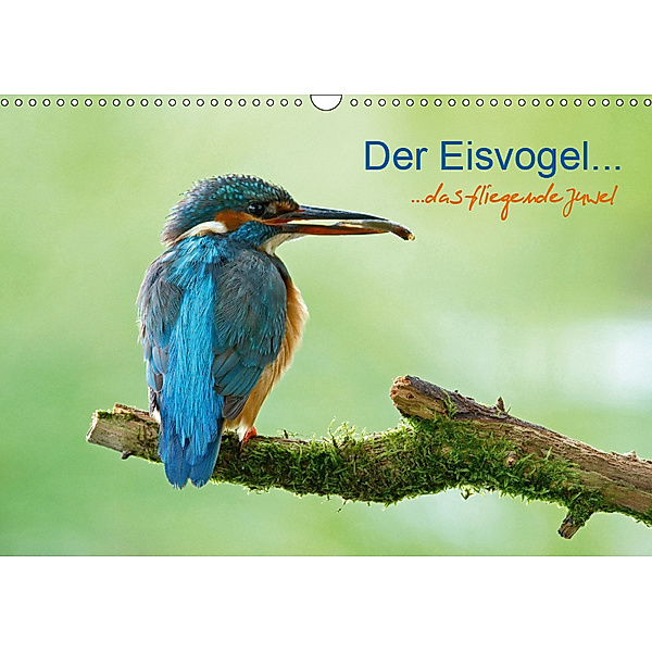 Der Eisvogel...fliegendes Juwel (Wandkalender 2019 DIN A3 quer), Mirko Fuchs