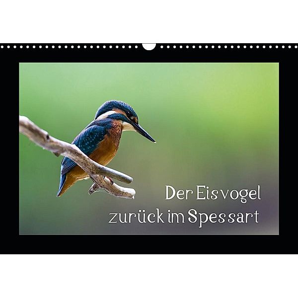 Der Eisvogel zurück im Spessart (Wandkalender 2021 DIN A3 quer), Björn Reibert