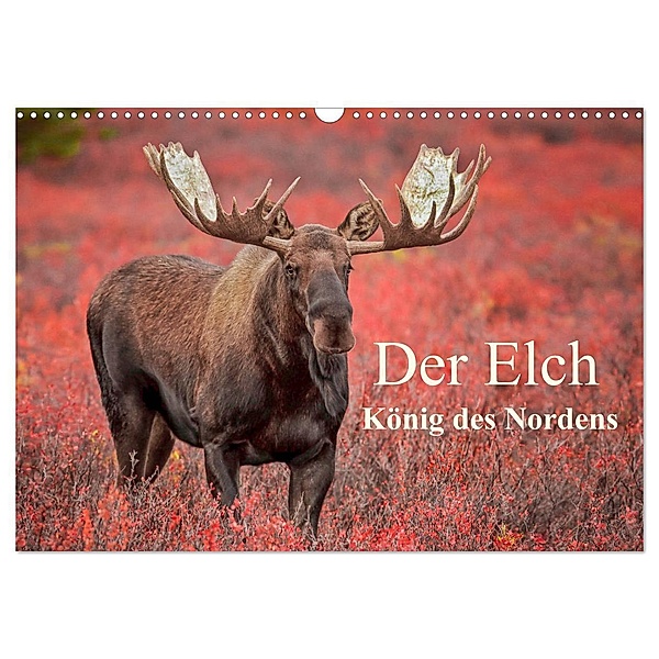 Der Elch - König des Nordens (Wandkalender 2024 DIN A3 quer), CALVENDO Monatskalender, Inken Paletta, Claudia Pelzer