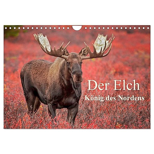 Der Elch - König des Nordens (Wandkalender 2025 DIN A4 quer), CALVENDO Monatskalender, Calvendo, Inken Paletta, Claudia Pelzer