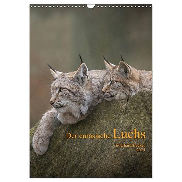 Der eurasische Luchs (Wandkalender 2024 DIN A3 hoch), CALVENDO Monatskalender, Eberhard Becker