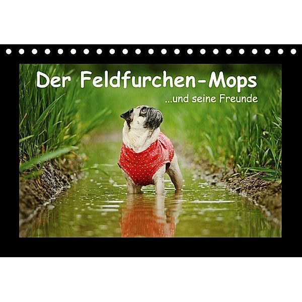 Der Feldfurchen-Mops (Tischkalender 2017 DIN A5 quer), Kathrin Köntopp