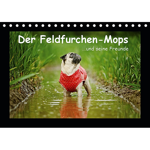 Der Feldfurchen-Mops (Tischkalender 2019 DIN A5 quer), Kathrin Köntopp