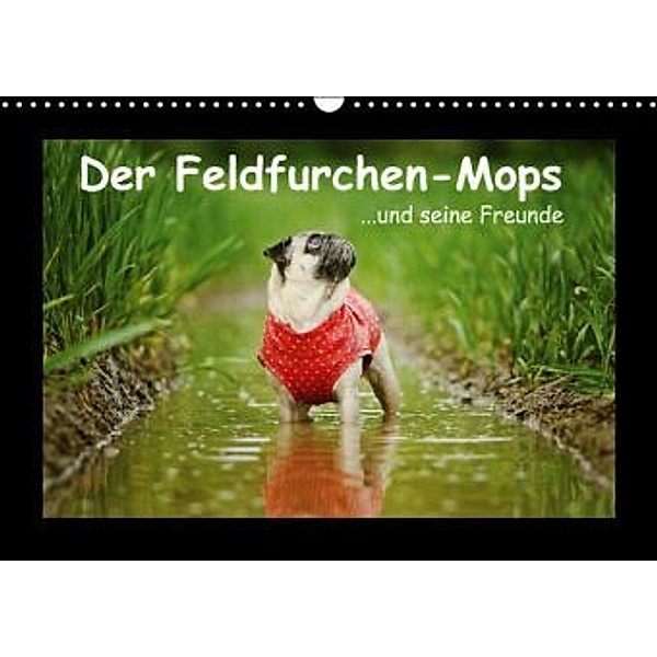 Der Feldfurchen-Mops (Wandkalender 2015 DIN A3 quer), Kathrin Köntopp