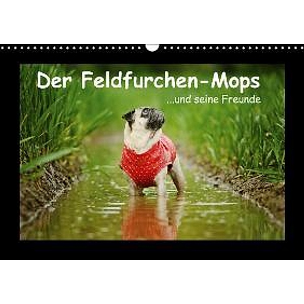 Der Feldfurchen-Mops (Wandkalender 2016 DIN A3 quer), Kathrin Köntopp