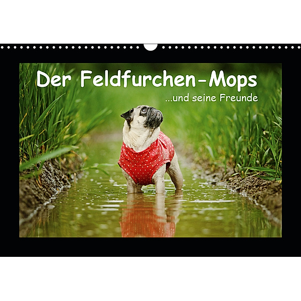 Der Feldfurchen-Mops (Wandkalender 2019 DIN A3 quer), Kathrin Köntopp