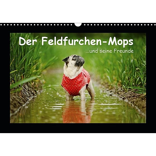 Der Feldfurchen-Mops (Wandkalender 2020 DIN A3 quer), Kathrin Köntopp