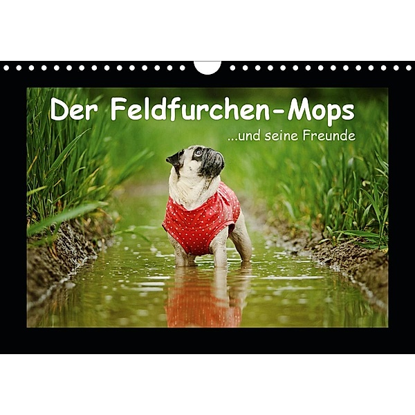 Der Feldfurchen-Mops (Wandkalender 2021 DIN A4 quer), Kathrin Köntopp