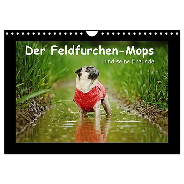 Der Feldfurchen-Mops (Wandkalender 2024 DIN A4 quer), CALVENDO Monatskalender, Kathrin Köntopp