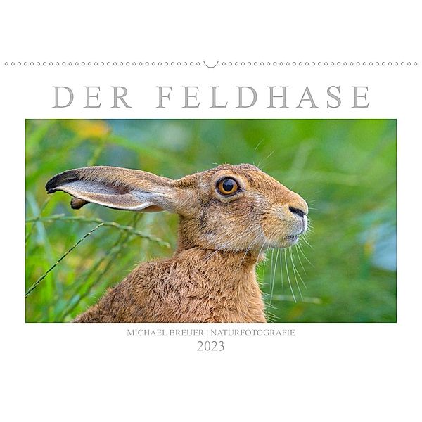 Der Feldhase (Wandkalender 2023 DIN A2 quer), Michael Breuer