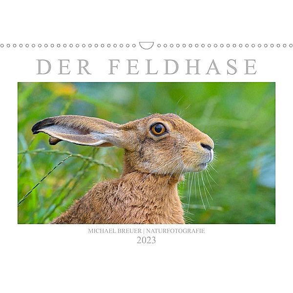 Der Feldhase (Wandkalender 2023 DIN A3 quer), Michael Breuer