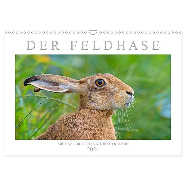 Der Feldhase (Wandkalender 2024 DIN A3 quer), CALVENDO Monatskalender, Michael Breuer