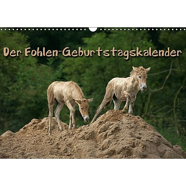 Der Fohlen-Geburtstagskalender (Wandkalender immerwährend DIN A3 quer), Martina Berg