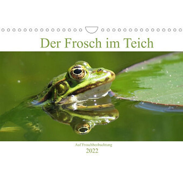 Der Frosch im Teich - auf Froschbeobachtung (Wandkalender 2022 DIN A4 quer), Claudia Schimmack
