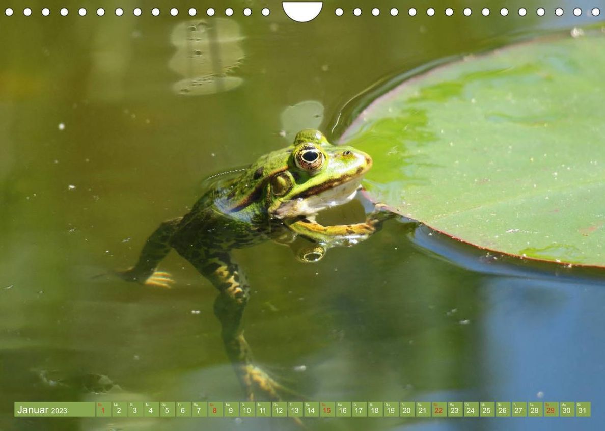 Der Frosch im Teich - auf Froschbeobachtung Wandkalender 2023 DIN A4 quer -  Kalender bestellen