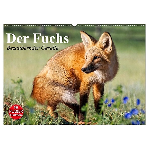 Der Fuchs. Bezaubernder Geselle (Wandkalender 2024 DIN A2 quer), CALVENDO Monatskalender, Elisabeth Stanzer