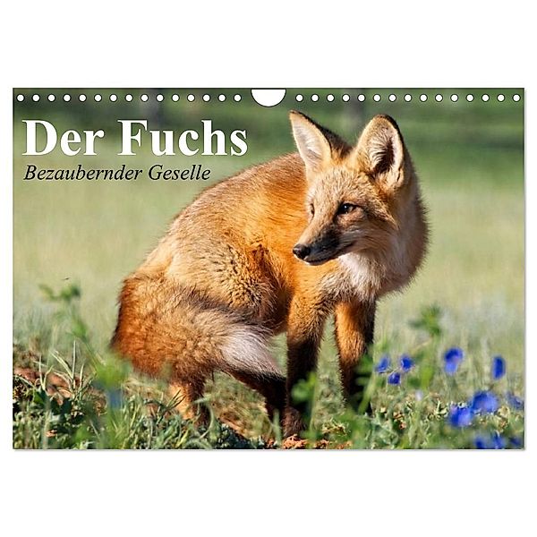 Der Fuchs. Bezaubernder Geselle (Wandkalender 2024 DIN A4 quer), CALVENDO Monatskalender, Elisabeth Stanzer
