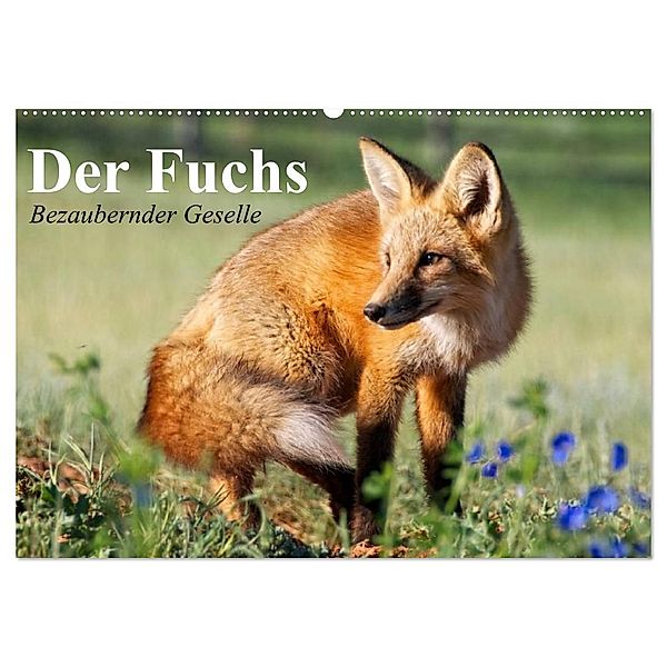 Der Fuchs. Bezaubernder Geselle (Wandkalender 2024 DIN A2 quer), CALVENDO Monatskalender, Elisabeth Stanzer