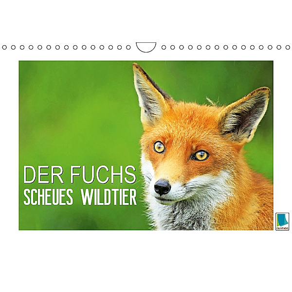 Der Fuchs: scheues Wildtier (Wandkalender 2019 DIN A4 quer), Calvendo