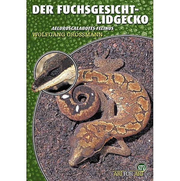 Der Fuchsgesicht-Lidgecko / Art für Art, Wolfgang Grossmann