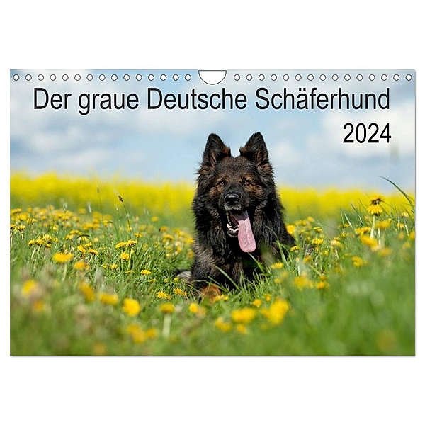 Der graue Deutsche Schäferhund (Wandkalender 2024 DIN A4 quer), CALVENDO Monatskalender, Petra Schiller