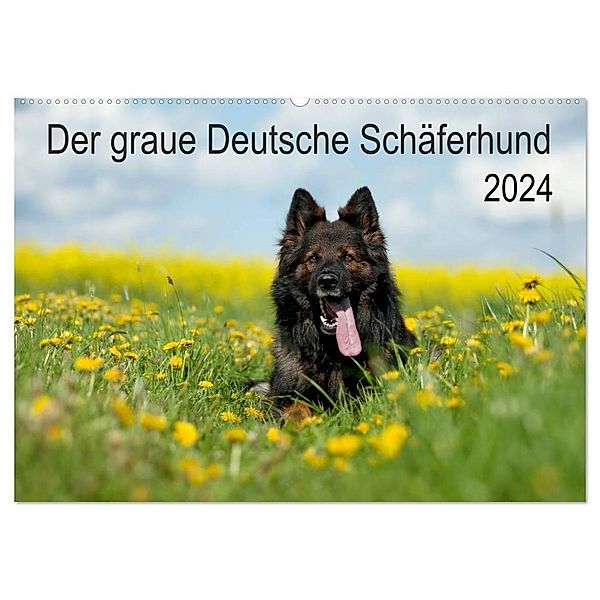 Der graue Deutsche Schäferhund (Wandkalender 2024 DIN A2 quer), CALVENDO Monatskalender, Petra Schiller