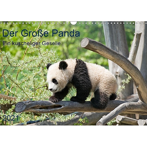 Der Große Panda Ein kuscheliger Geselle (Wandkalender 2021 DIN A3 quer), Prime Selection