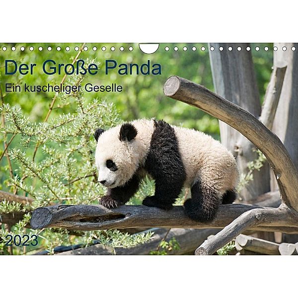 Der Große Panda Ein kuscheliger Geselle (Wandkalender 2023 DIN A4 quer), Prime Selection