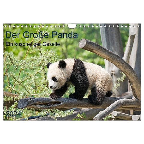 Der Grosse Panda Ein kuscheliger Geselle (Wandkalender 2024 DIN A4 quer), CALVENDO Monatskalender, Prime Selection