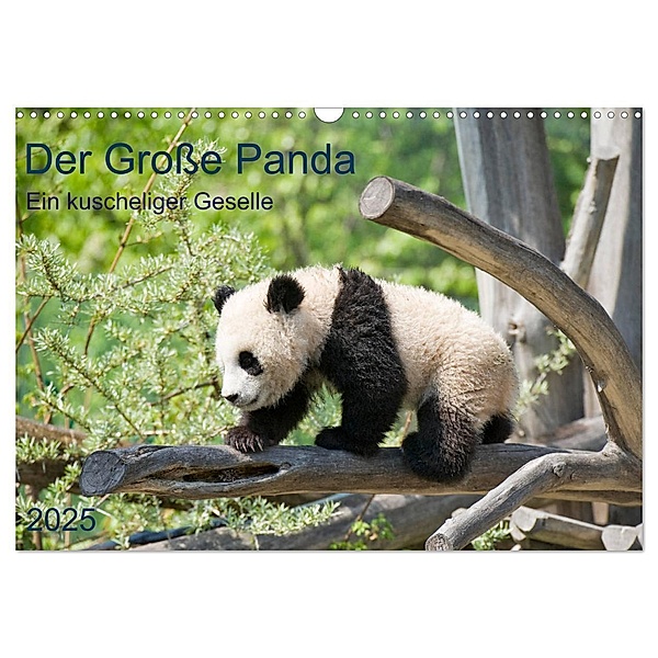 Der Große Panda Ein kuscheliger Geselle (Wandkalender 2025 DIN A3 quer), CALVENDO Monatskalender, Calvendo, Prime Selection