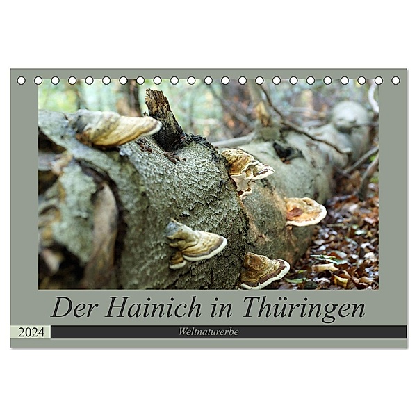 Der Hainich in Thüringen - Weltnaturerbe (Tischkalender 2024 DIN A5 quer), CALVENDO Monatskalender, Flori0